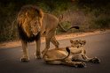 105 Kruger National Park, leeuwen